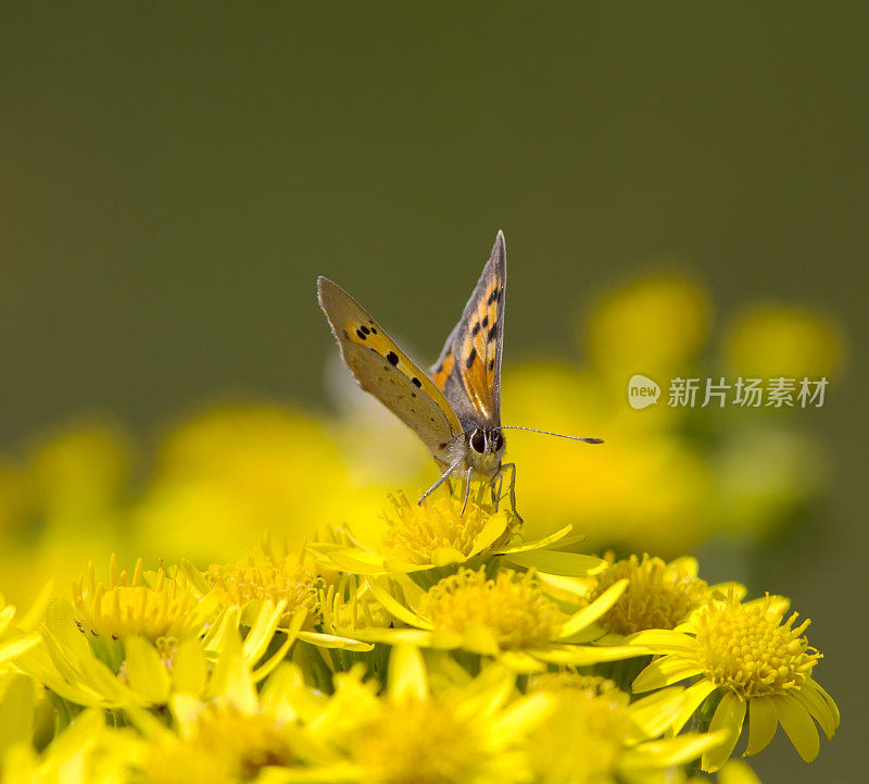 小铜蝶(Lycaena phlaeas)